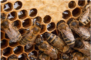 Bee hive removal Brisbane