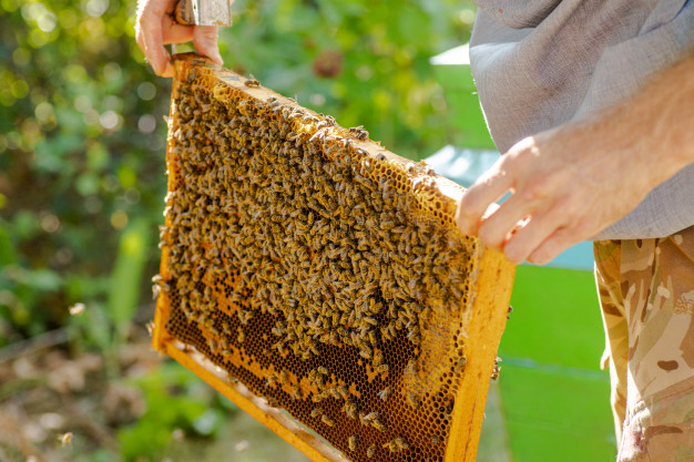 5 Steps You Should Take for Beehive Removal: