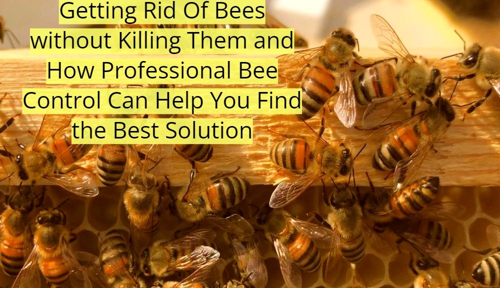 local bee hive removal Brisbane