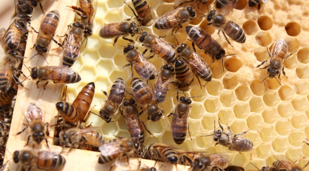 Local bees pest control