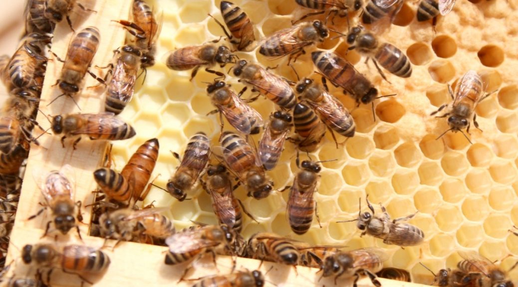 Bee removal Brisbane