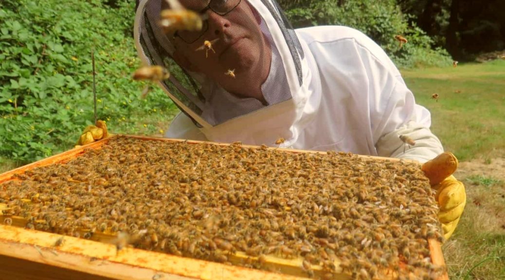 bees removal Archives Bees Removal Brisbane Bees Pest Control Brisbane