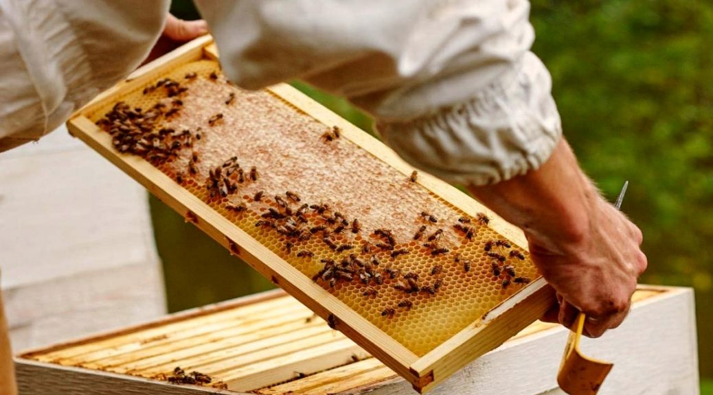 bee hive removal near me