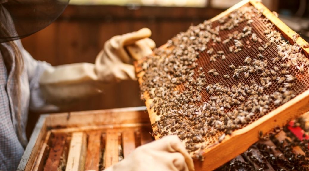 pest control for bees near me