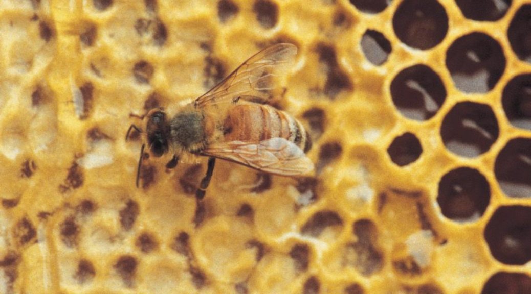 bee removal expert brisbane