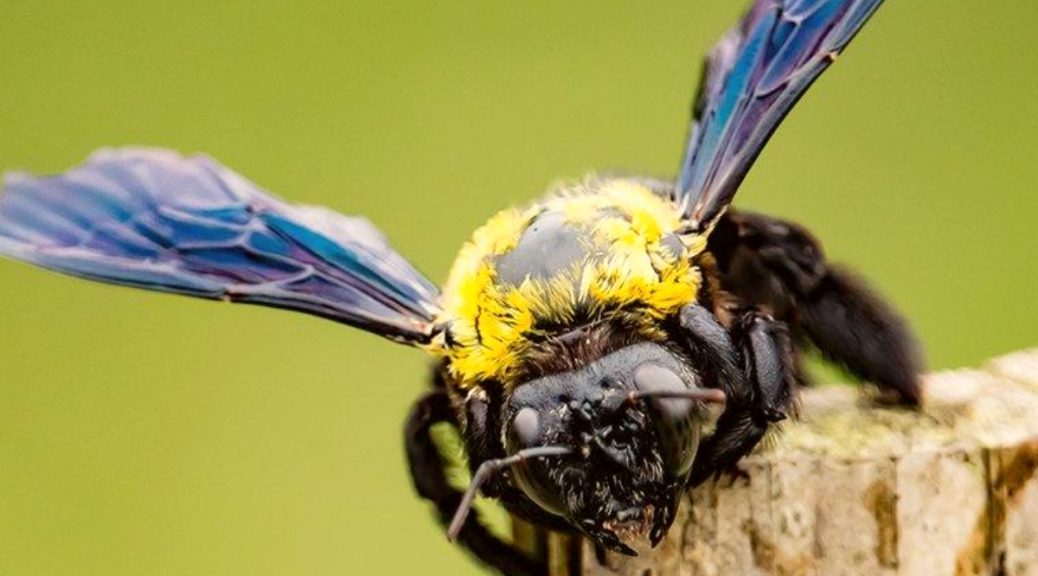 bees pest control Archives Bees Removal Brisbane Bees Pest Control