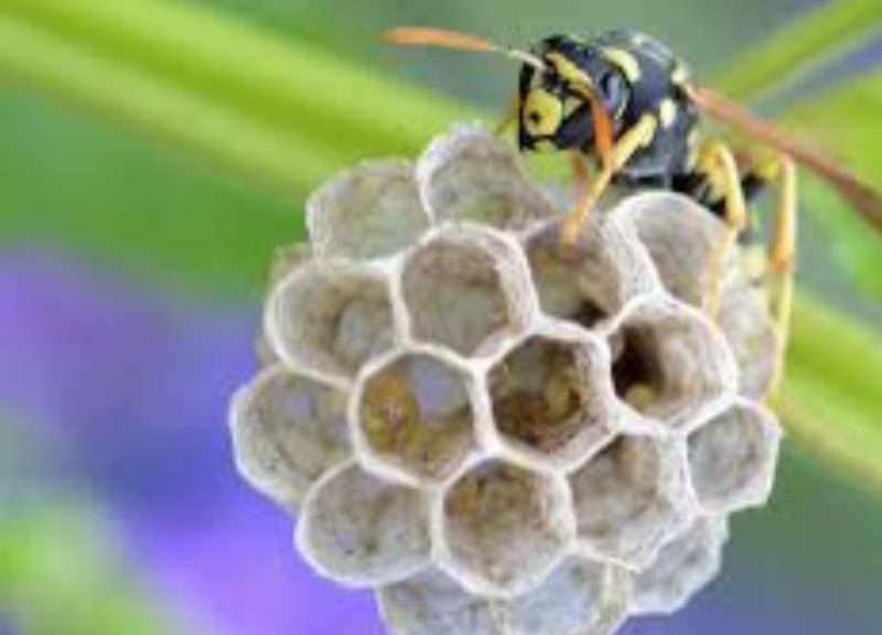 Bee hive removal service Brisbane