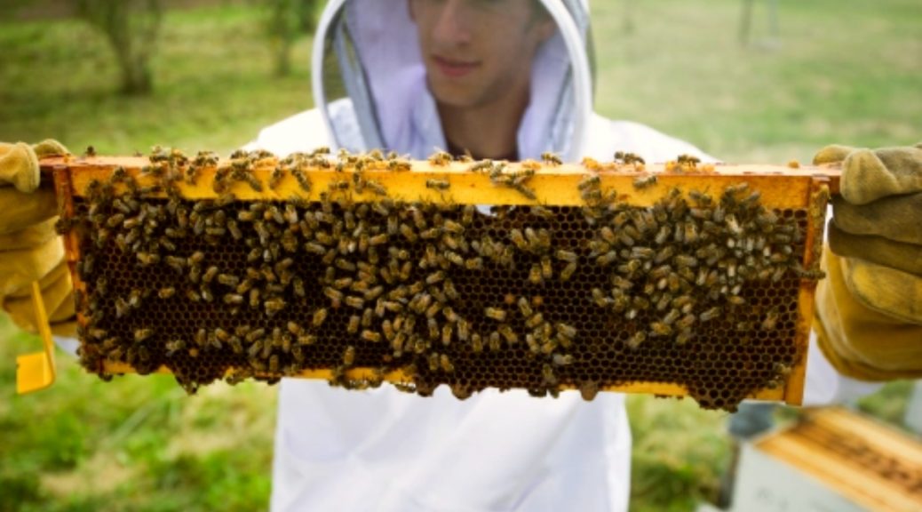 bees control specialist brisbane