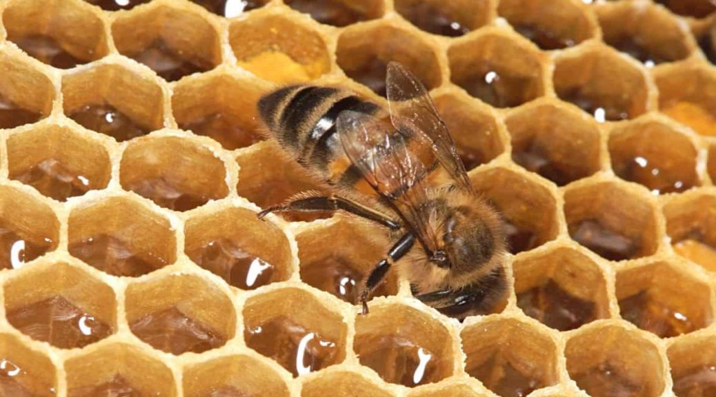 bees control brisbane