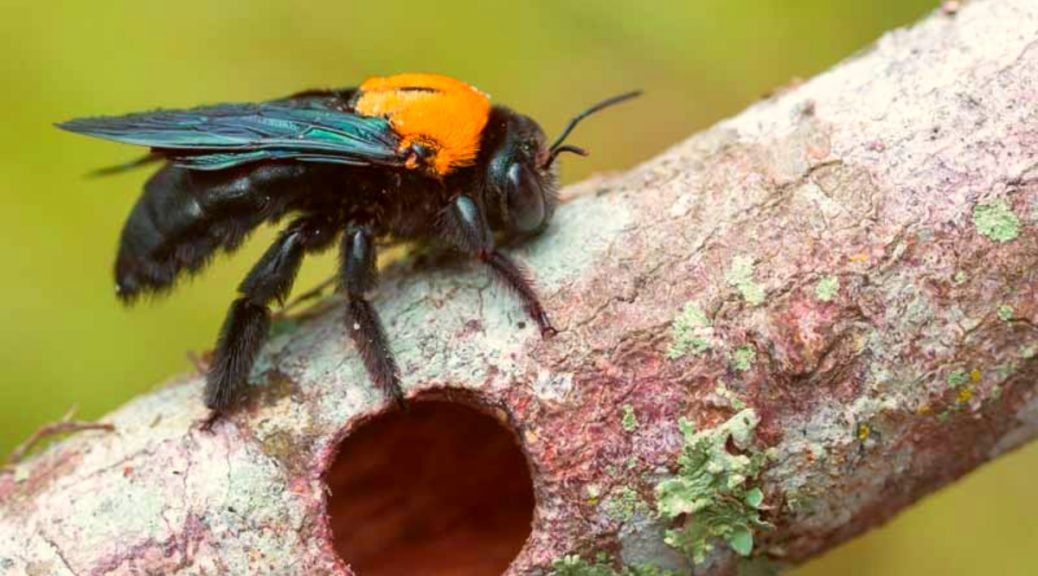 bees pest control near me