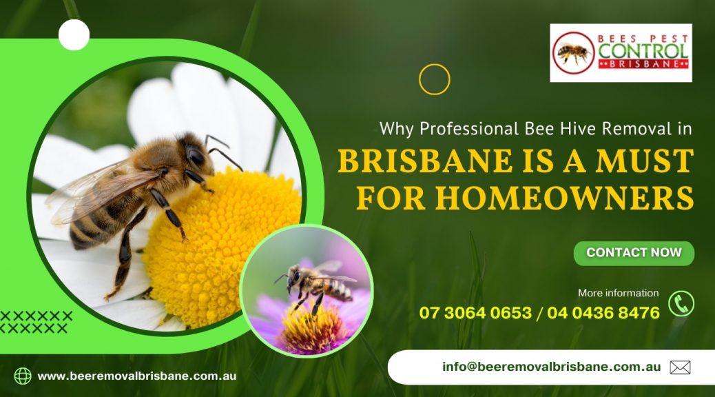 Why Professional Bee Hive Removal in Brisbane is a Must for Homeowners