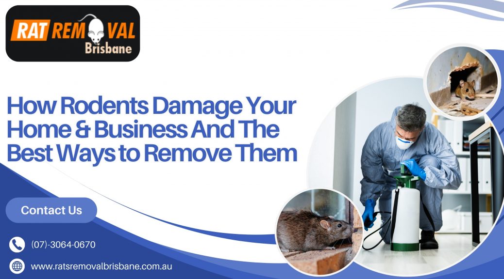 How Rodents Damage Your Home & Business And The Best Ways to Remove Them